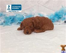 poodle puppy posted by little paws kennel